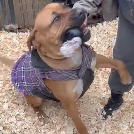 Dixie Doo, a Adoptable mixed breed in Flintstone, MD image 5/6