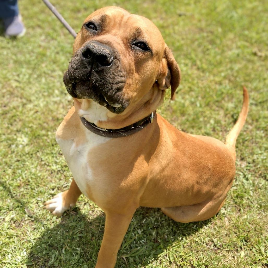 Dixie Doo, a Adoptable mixed breed in Flintstone, MD image 6/6
