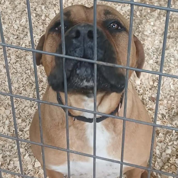 Dixie Doo, a Adoptable mixed breed in Flintstone, MD image 5/6