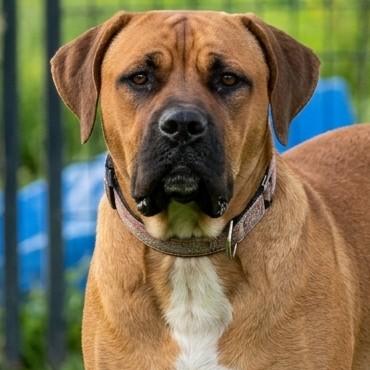 Dixie Doo, a Adoptable mixed breed in Flintstone, MD image 6/6