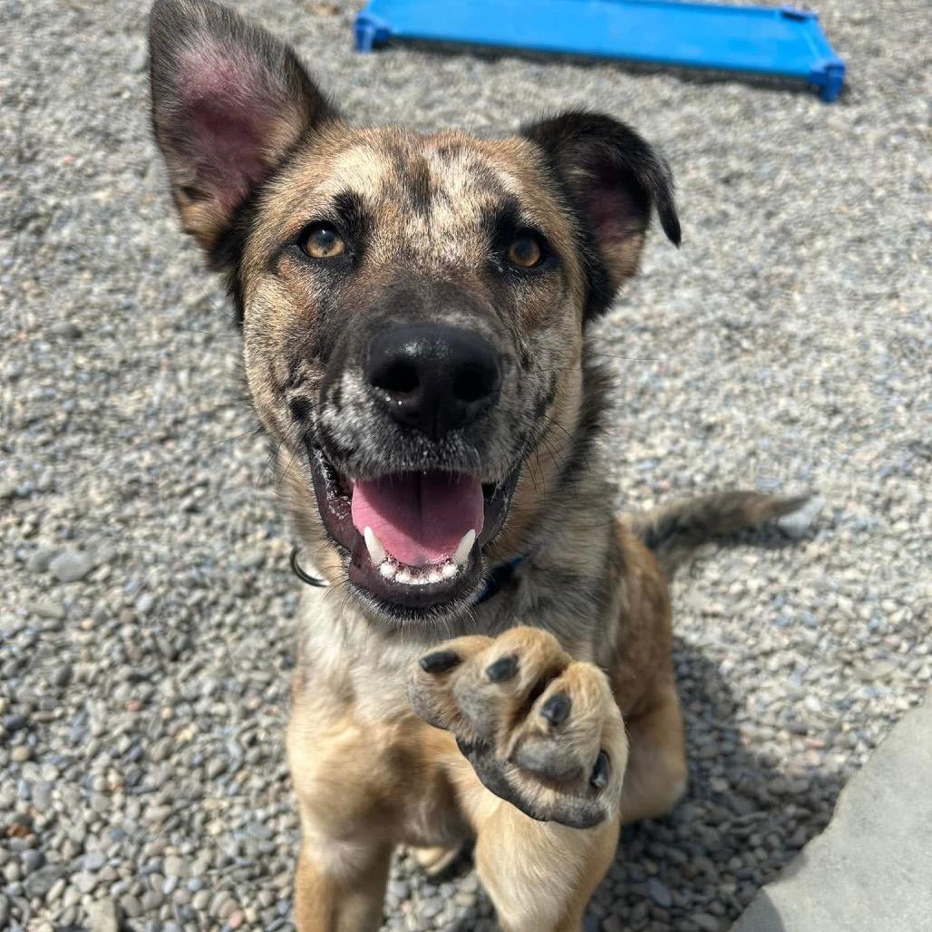 Chase, a Adoptable mixed breed in Binghamton, NY image 2/6