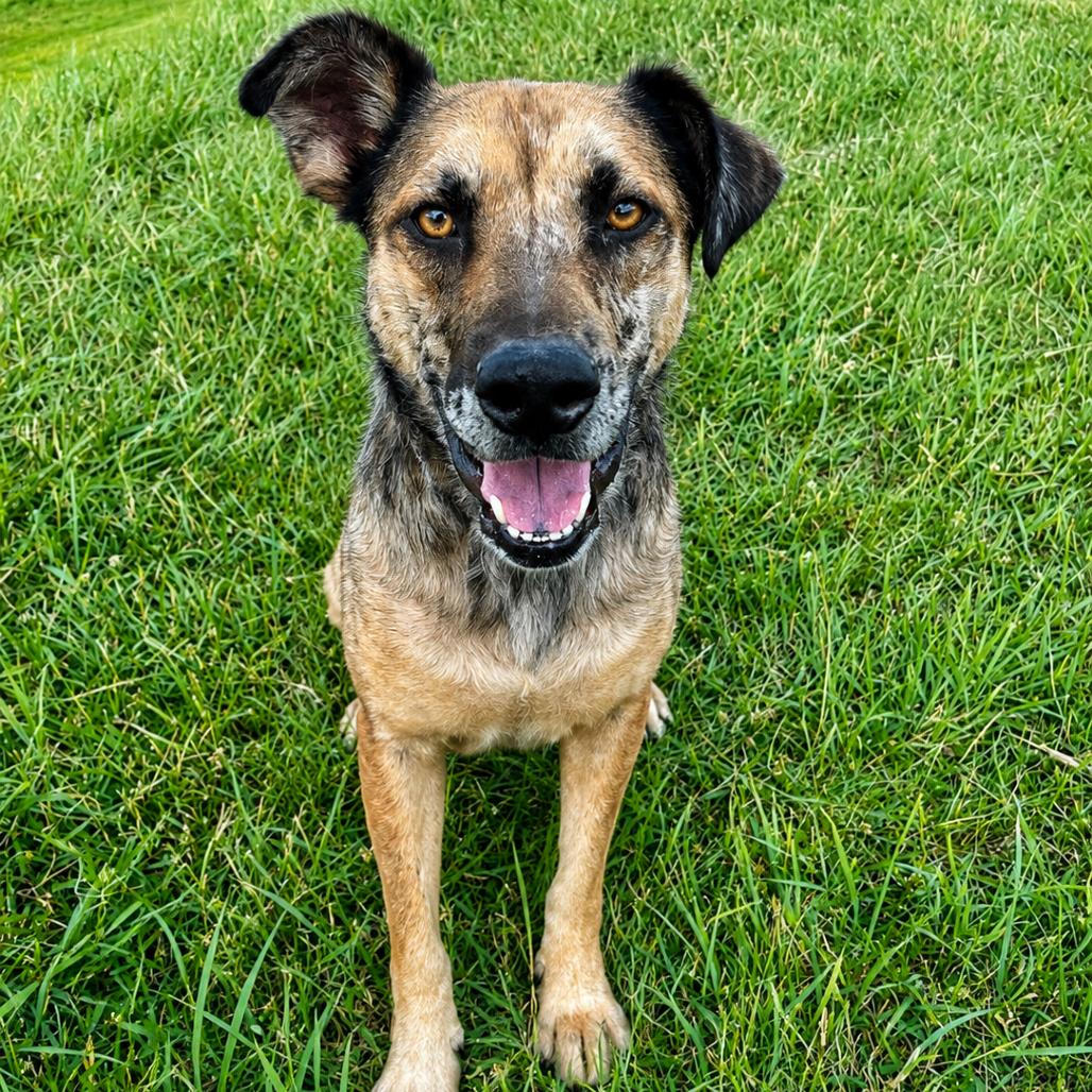 Chase, a Adoptable mixed breed in Binghamton, NY image 3/6
