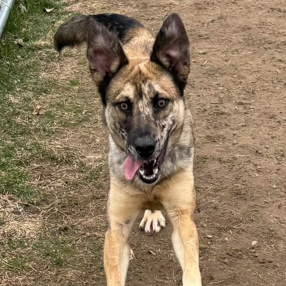 Chase, a Adoptable mixed breed in Binghamton, NY image 4/6