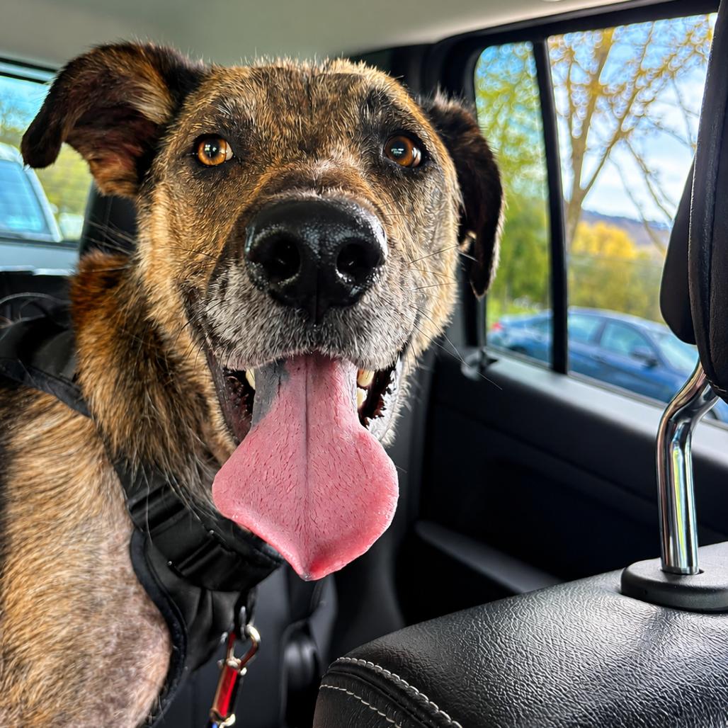 Chase, a Adoptable mixed breed in Binghamton, NY image 6/6
