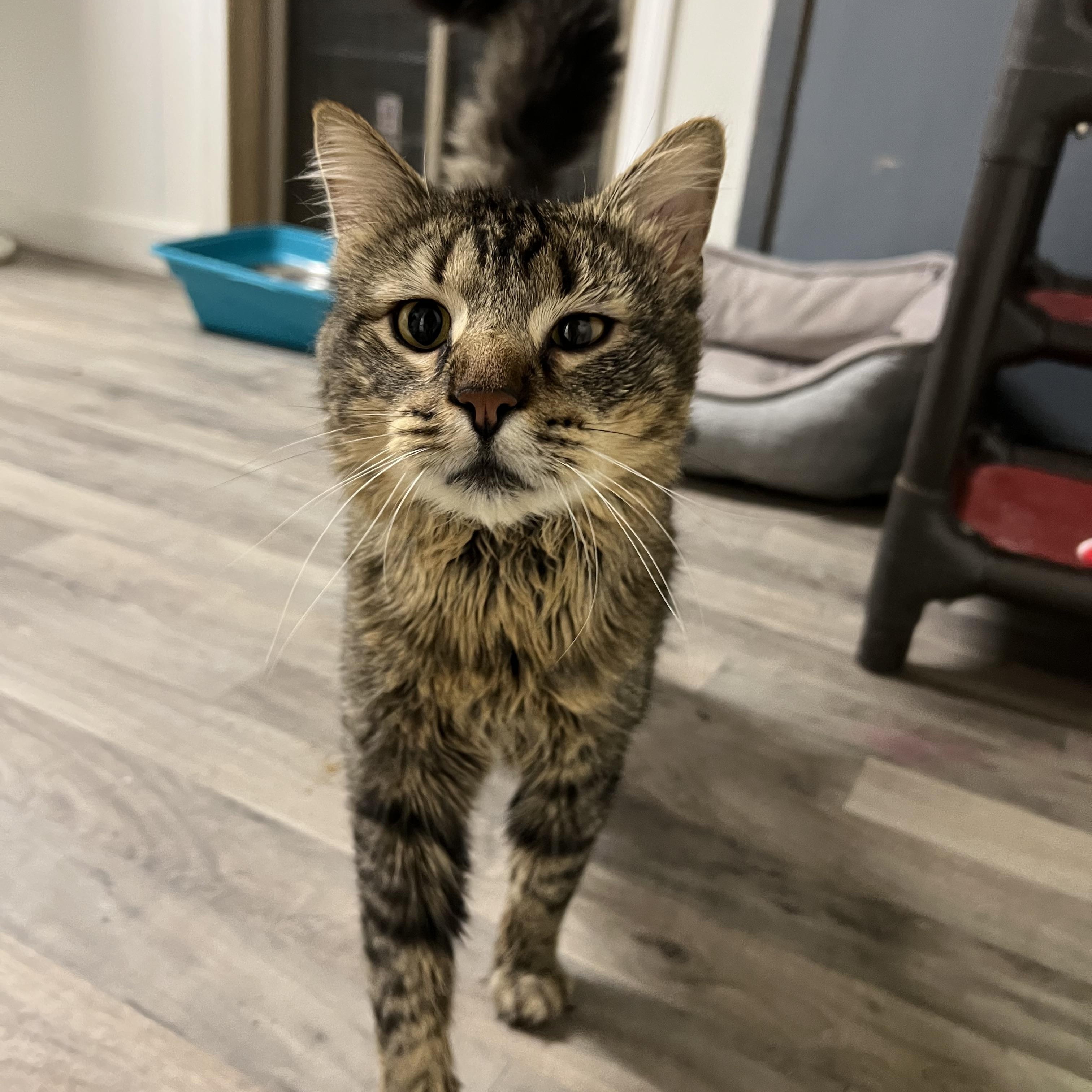 Cooper, Young Male Domestic Medium Hair