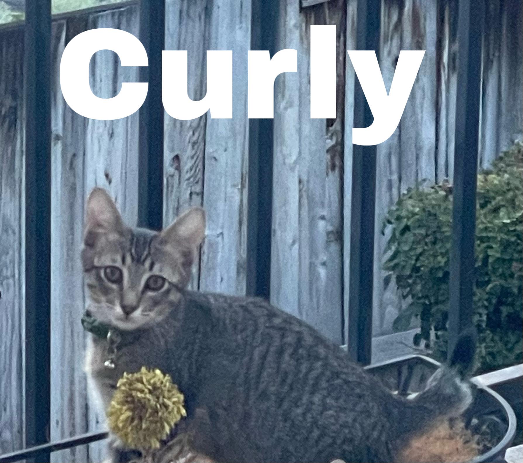 Curly