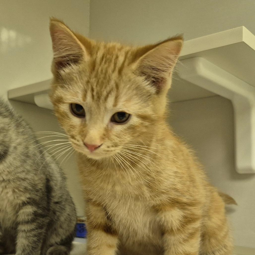 Enlarge Tito, a Adoptable Domestic Short Hair in Newark, NJ image 1/1