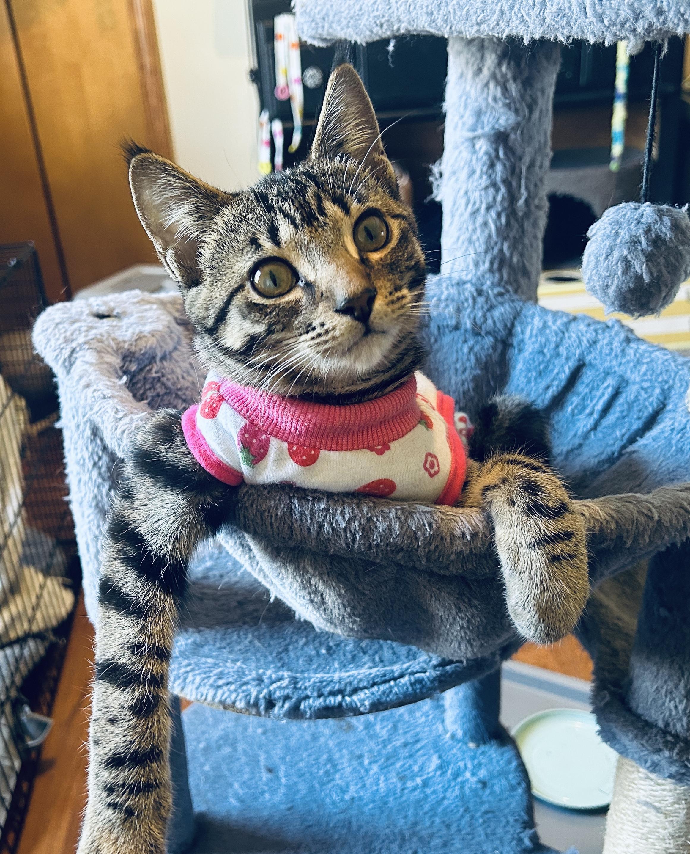 Tia, a Adoptable Domestic Short Hair in St. Clair, MI image 1/3