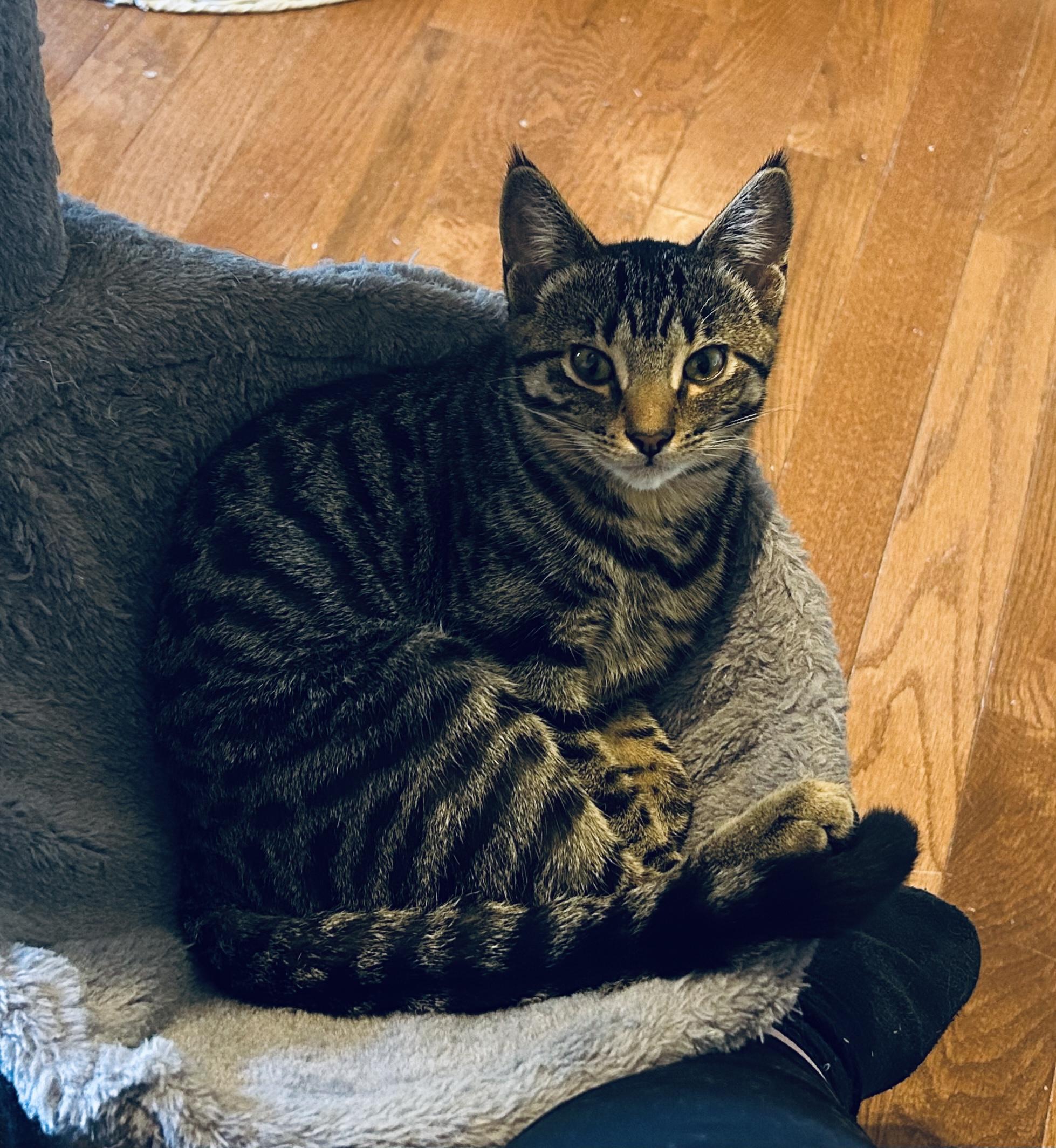 Tia, a Adoptable Domestic Short Hair in St. Clair, MI image 2/3