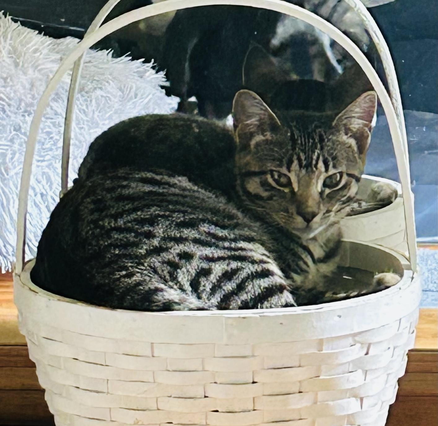 Tia, a Adoptable Domestic Short Hair in St. Clair, MI image 3/3