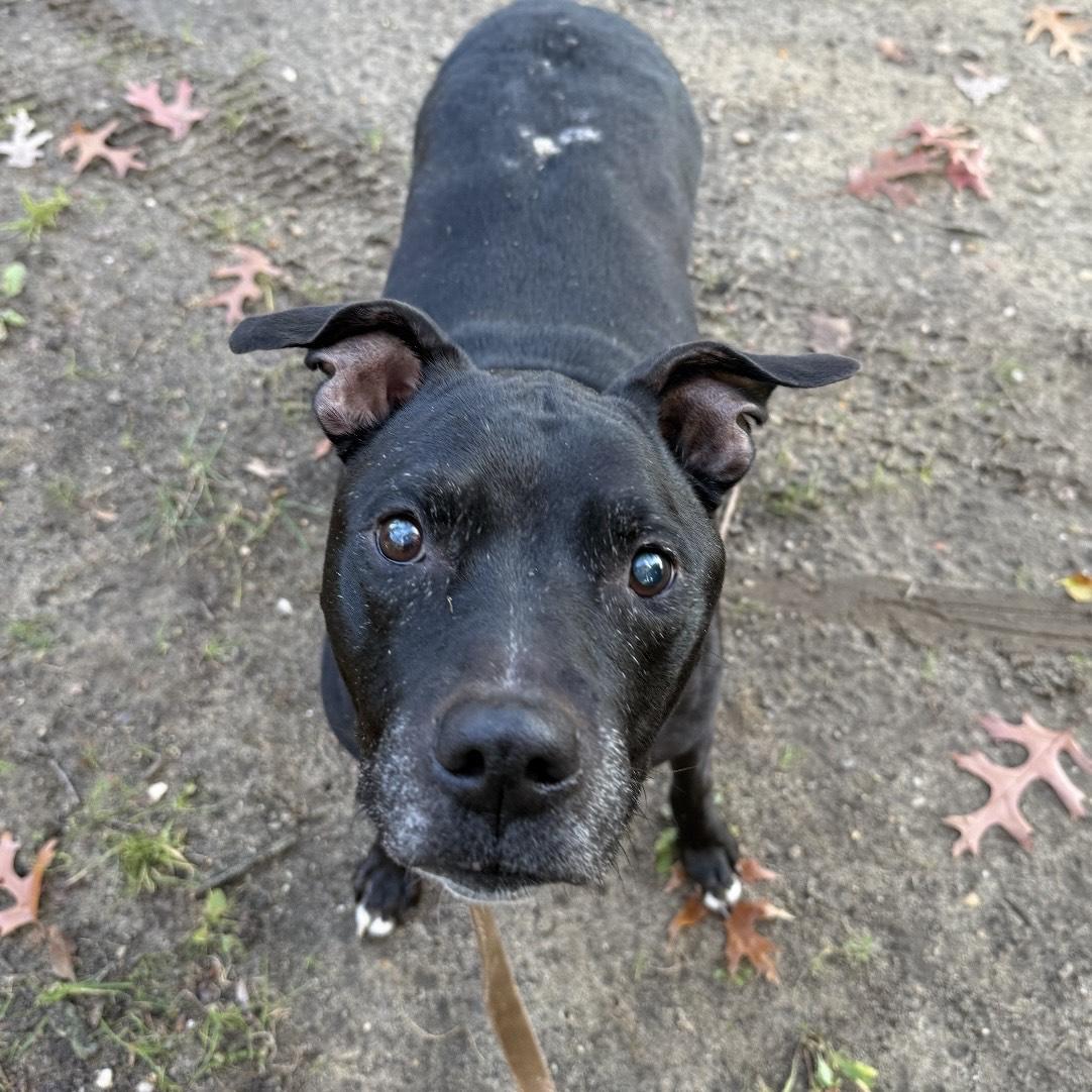 Enlarge Peppercorn, a Adoptable mixed breed in Eatontown, NJ image 1/6