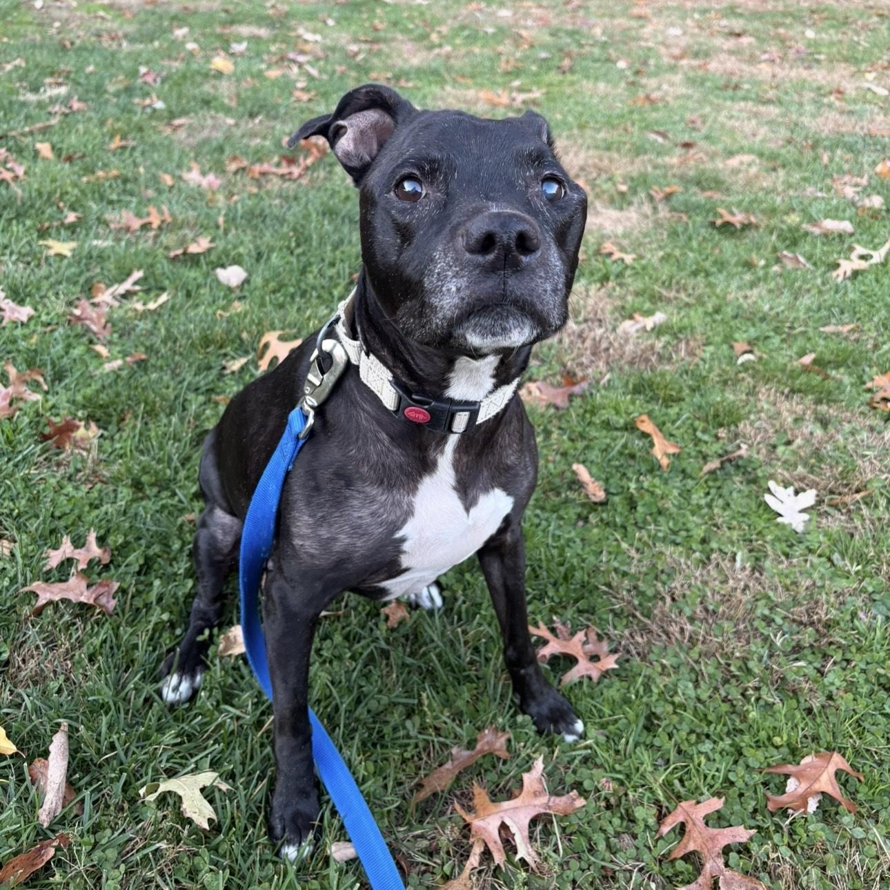 Enlarge Peppercorn, a Adoptable mixed breed in Eatontown, NJ image 2/6