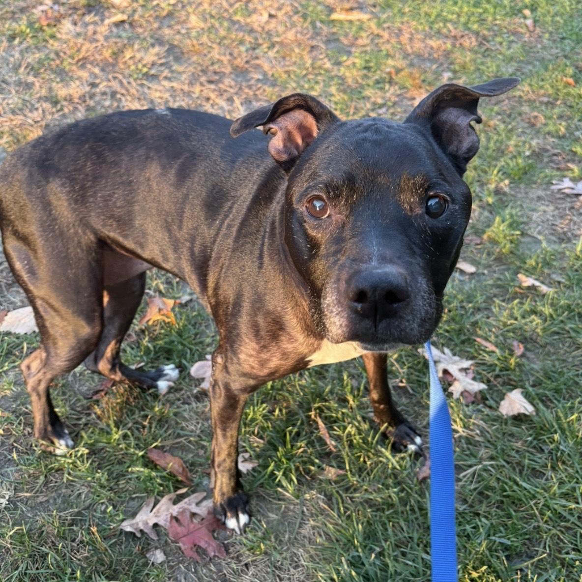 Enlarge Peppercorn, a Adoptable mixed breed in Eatontown, NJ image 3/6