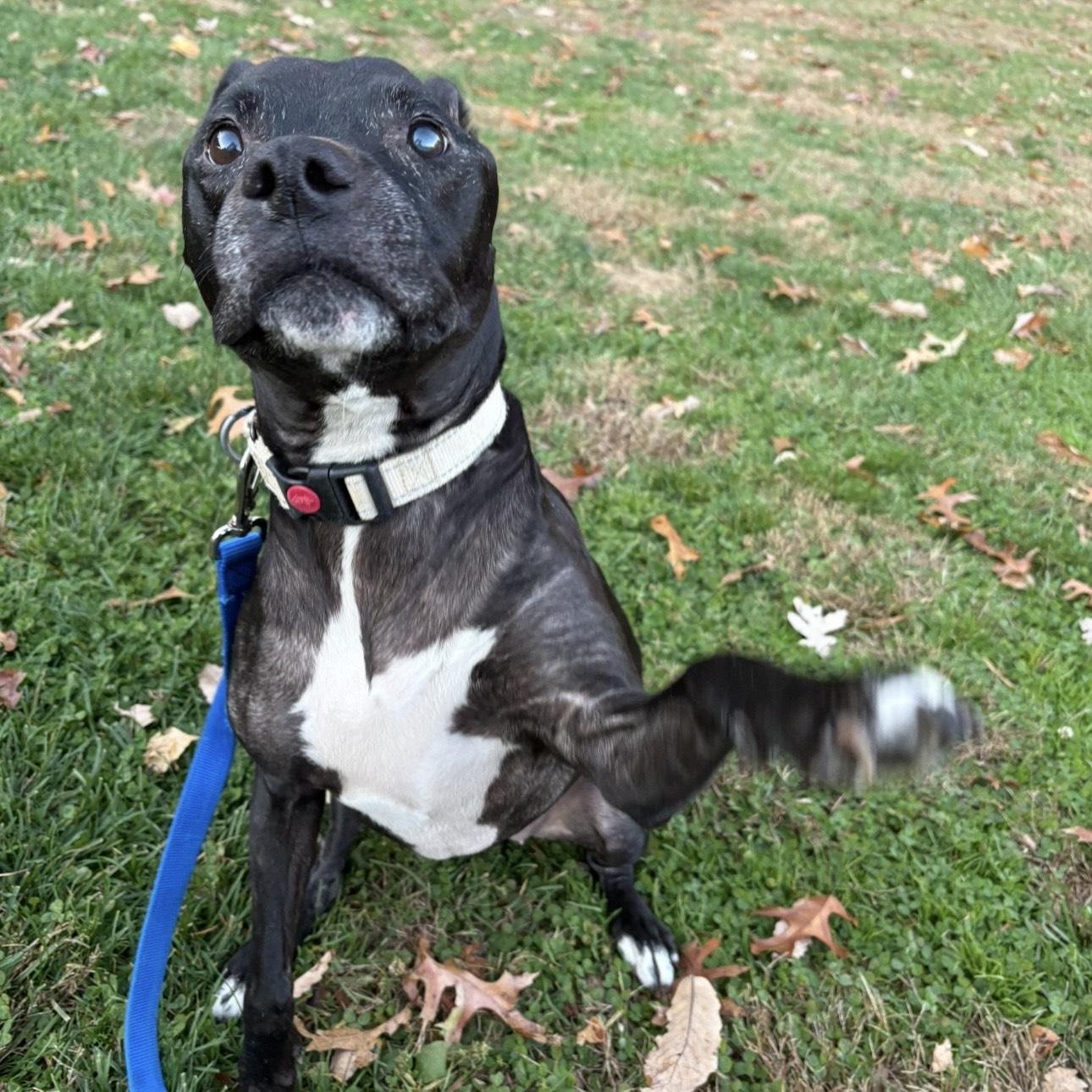 Enlarge Peppercorn, a Adoptable mixed breed in Eatontown, NJ image 4/6