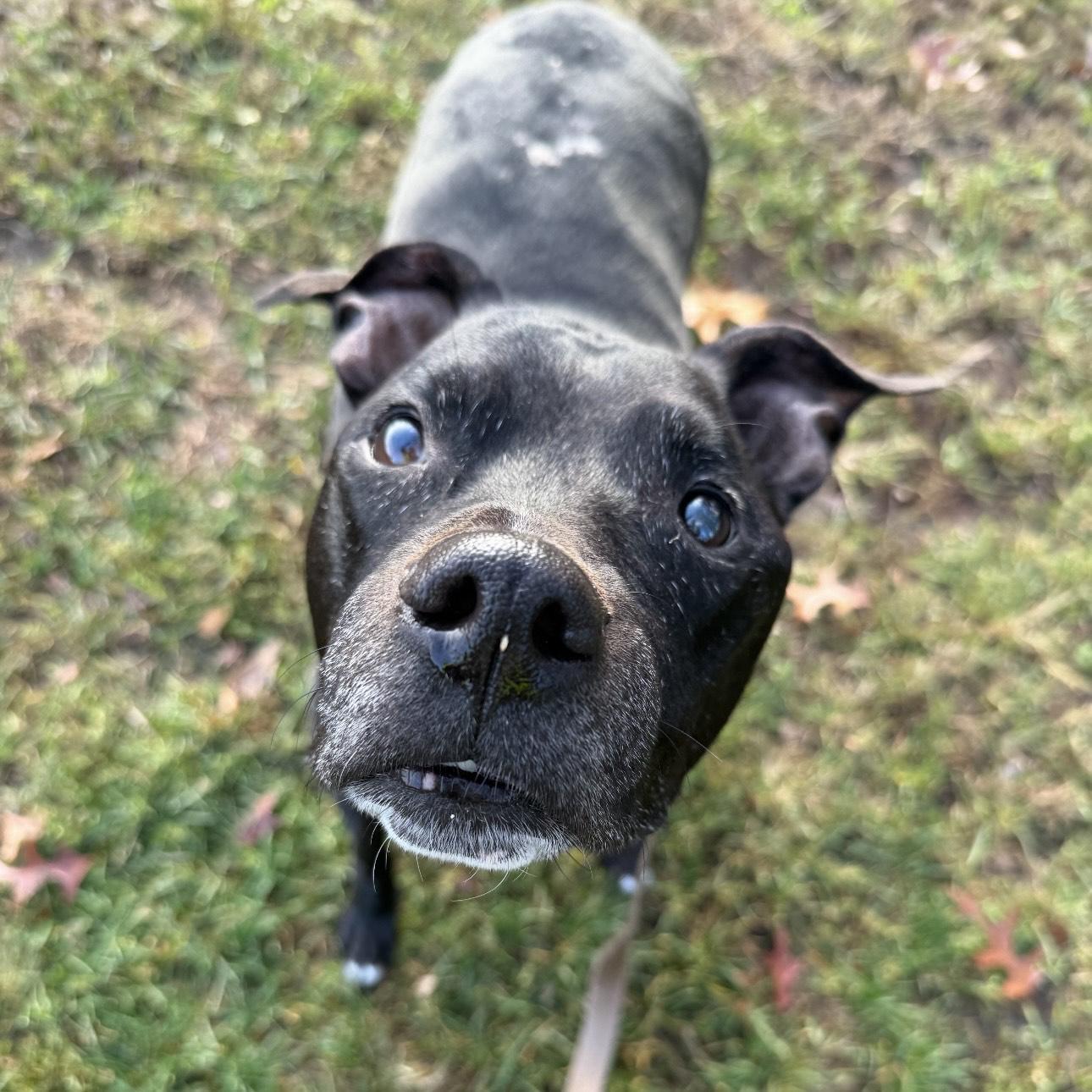 Enlarge Peppercorn, a Adoptable mixed breed in Eatontown, NJ image 5/6