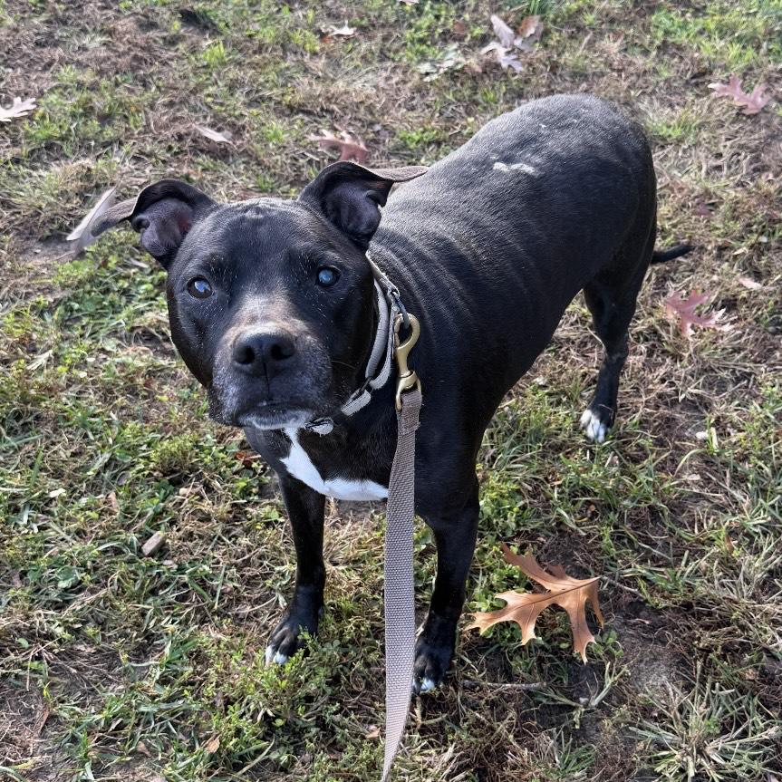 Enlarge Peppercorn, a Adoptable mixed breed in Eatontown, NJ image 6/6