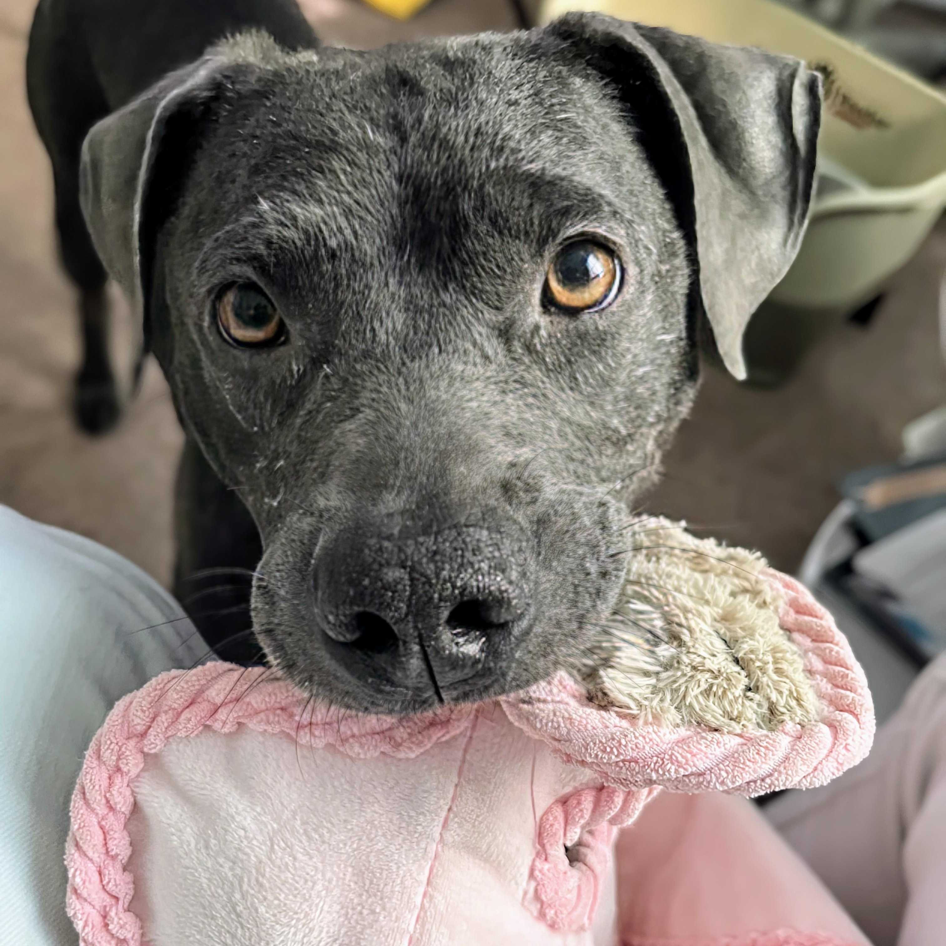 Truffles, a Adoptable mixed breed in Baltimore, MD image 2/6