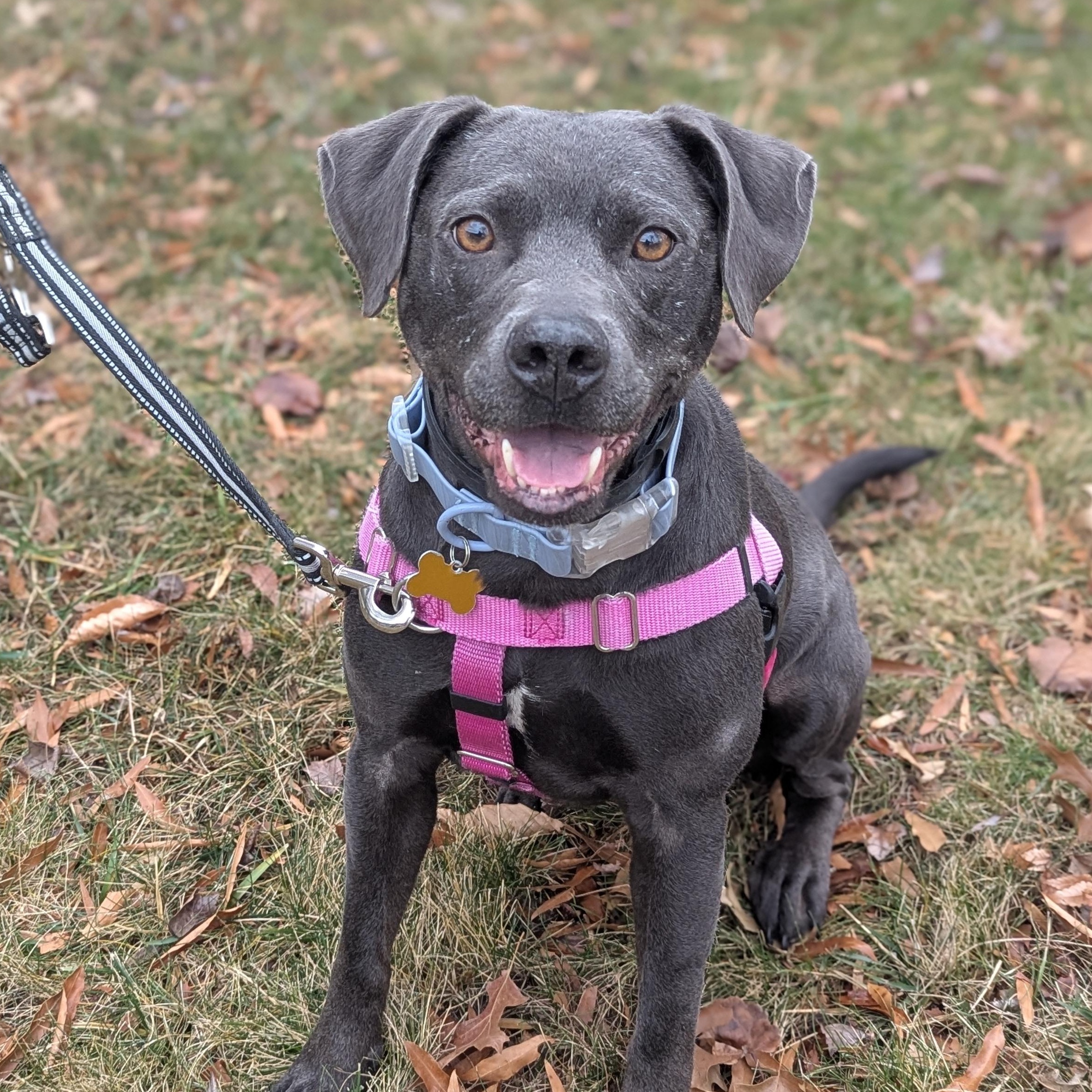 Enlarge Truffles, a Adoptable mixed breed in Alexandria, VA image 1/6
