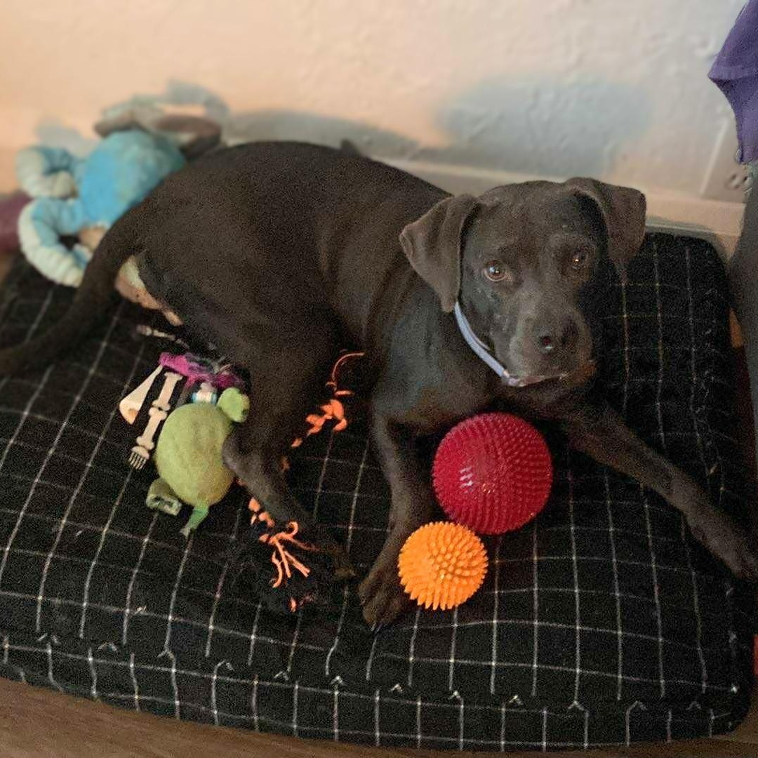 Enlarge Truffles, a Adoptable mixed breed in Alexandria, VA image 6/6