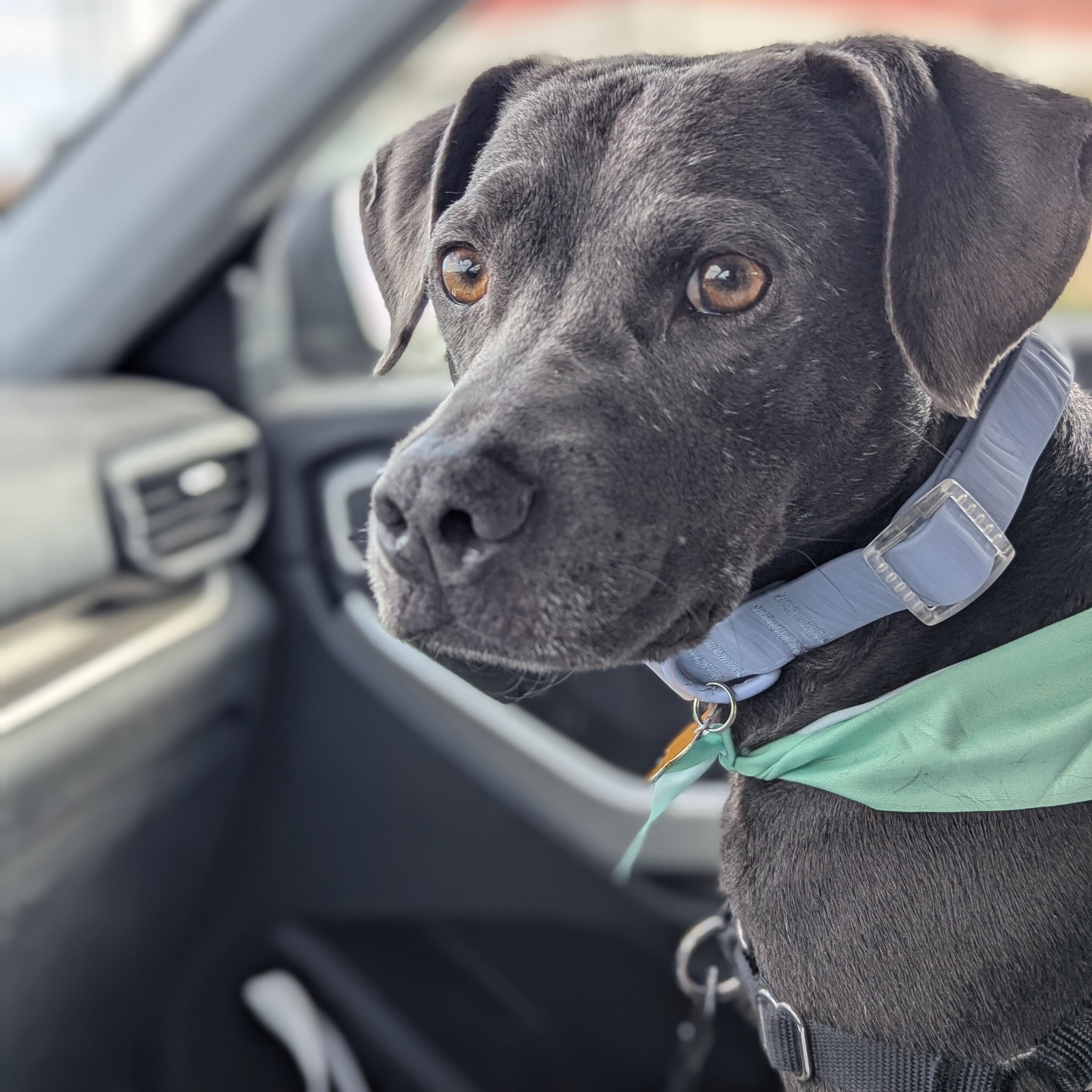 Enlarge Truffles, a Adoptable mixed breed in Alexandria, VA image 2/6