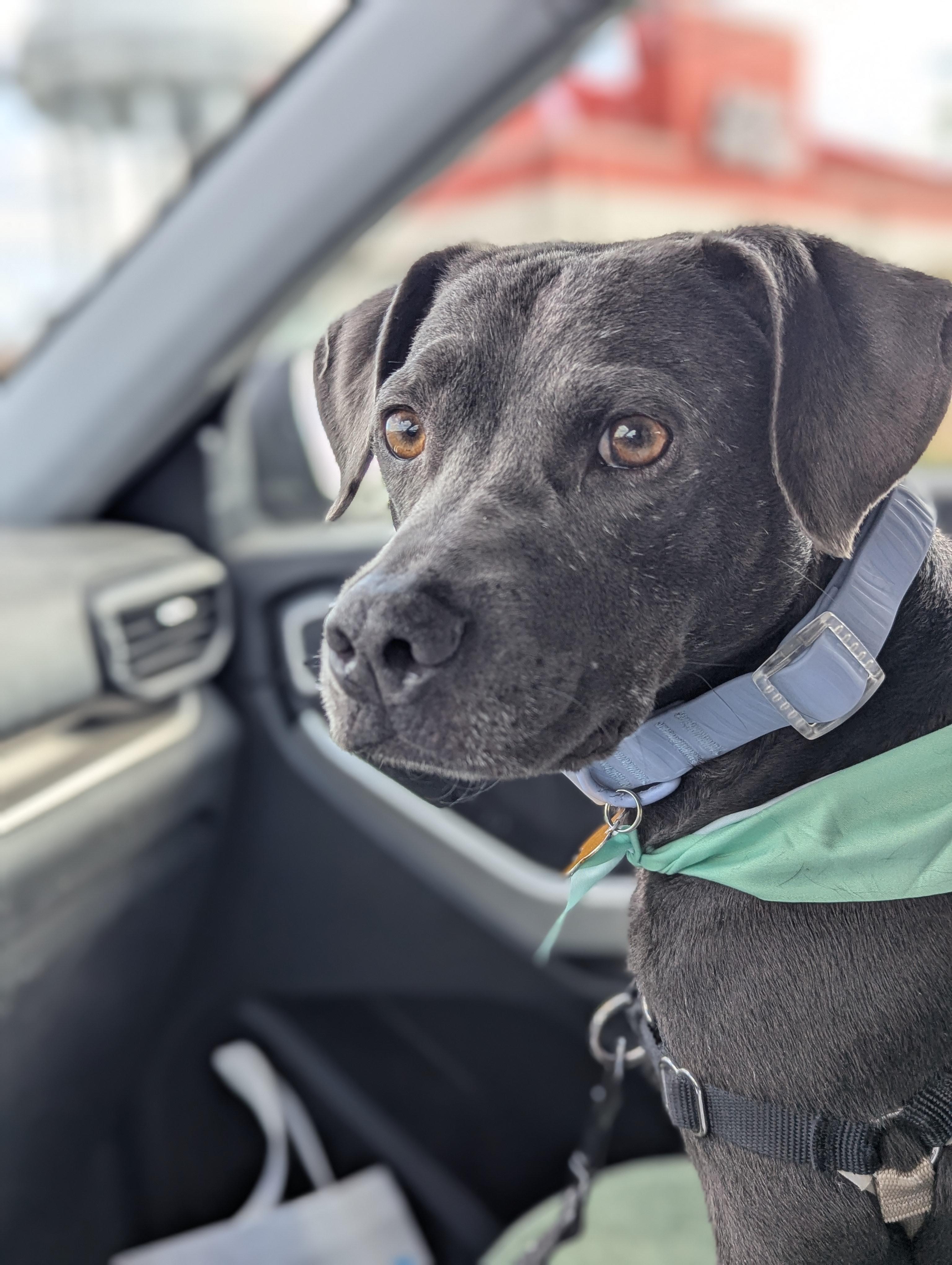 Truffles, a Adoptable mixed breed in Baltimore, MD image 1/6