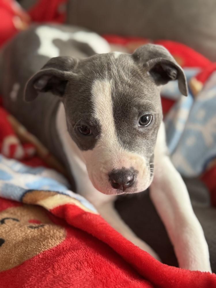 Lily (25-165 D), Adoptable, Puppy Female Mixed Breed.