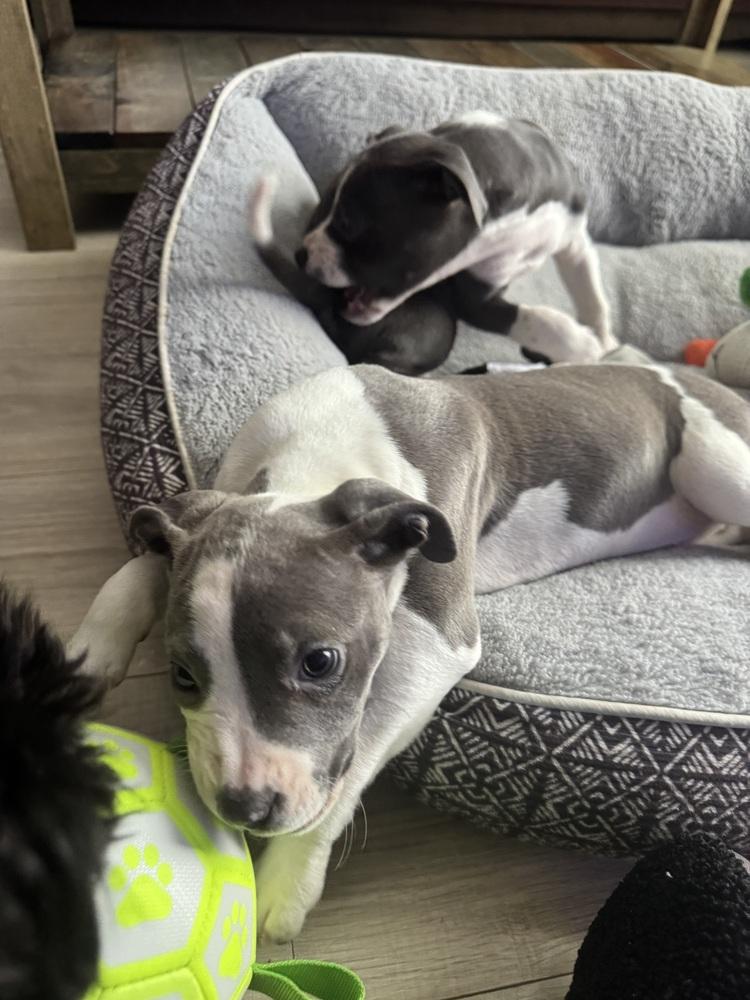 Lily (25-165 D), a Adoptable mixed breed in Lansing, MI image 3/4