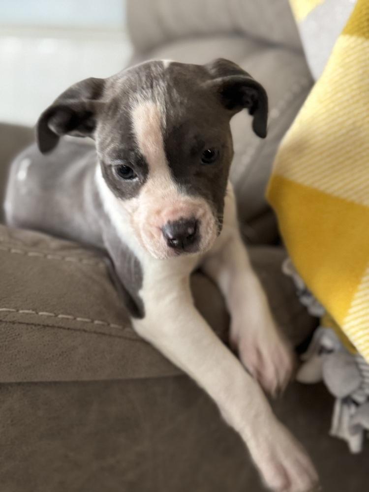 Lily (25-165 D), a Adoptable mixed breed in Lansing, MI image 4/4