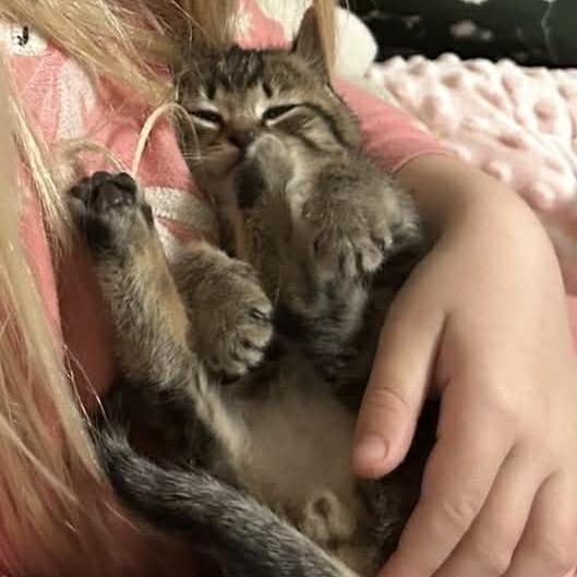 Manhatten, Adoptable, Kitten Male Domestic Short Hair.