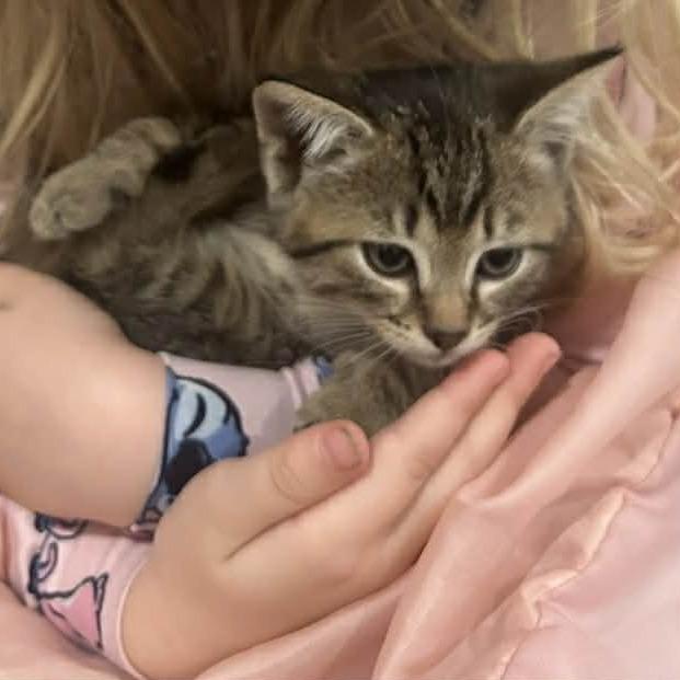 Manhatten, a Adoptable Domestic Short Hair in Victoria, BC image 2/5