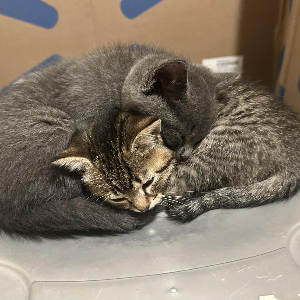 Manhatten, a Adoptable Domestic Short Hair in Victoria, BC image 3/5