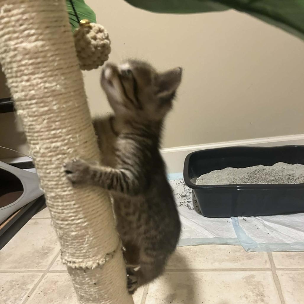 Manhatten, a Adoptable Domestic Short Hair in Victoria, BC image 4/5