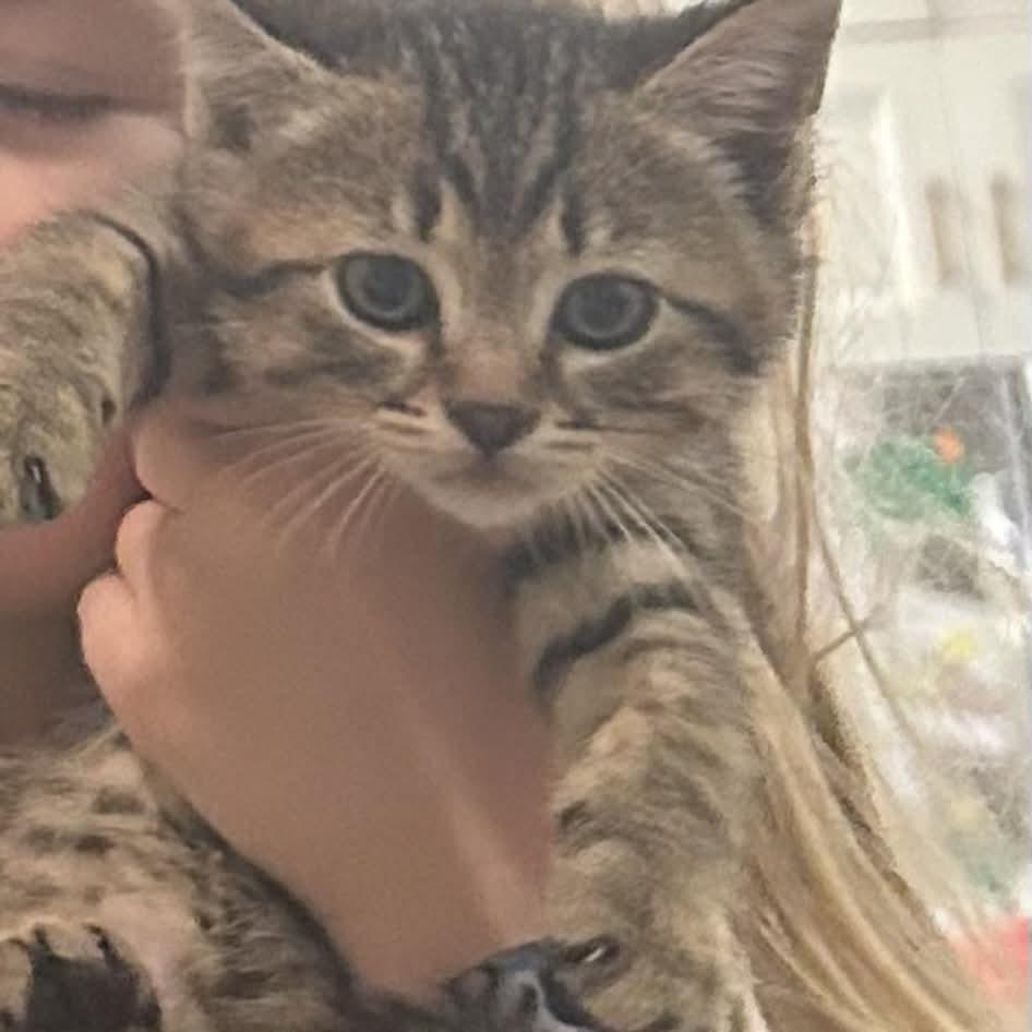 Manhatten, a Adoptable Domestic Short Hair in Victoria, BC image 5/5