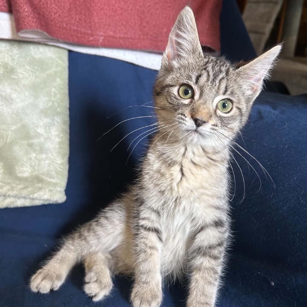 Enlarge Platypus, a Adoptable Domestic Short Hair in Woodbury, NJ image 1/1