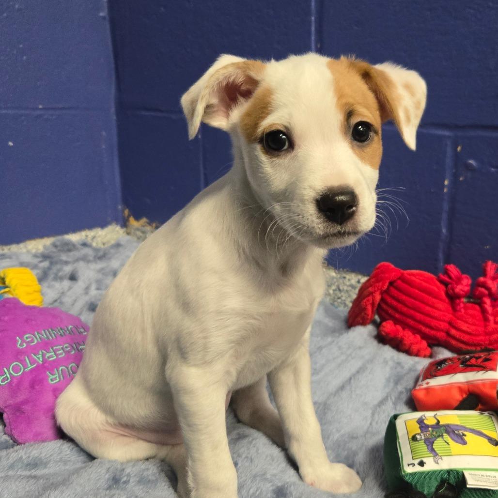 CT Fettuccine, Adoptable, Puppy Male Chihuahua.