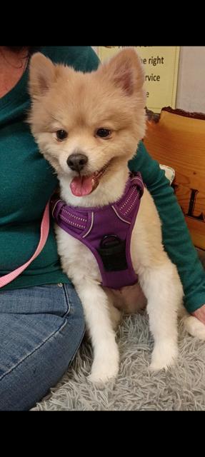 Enlarge Teddy, an adopted Pomeranian in Anaconda, MT image 2/2