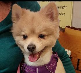 Enlarge Teddy, an adopted Pomeranian in Anaconda, MT image 1/2