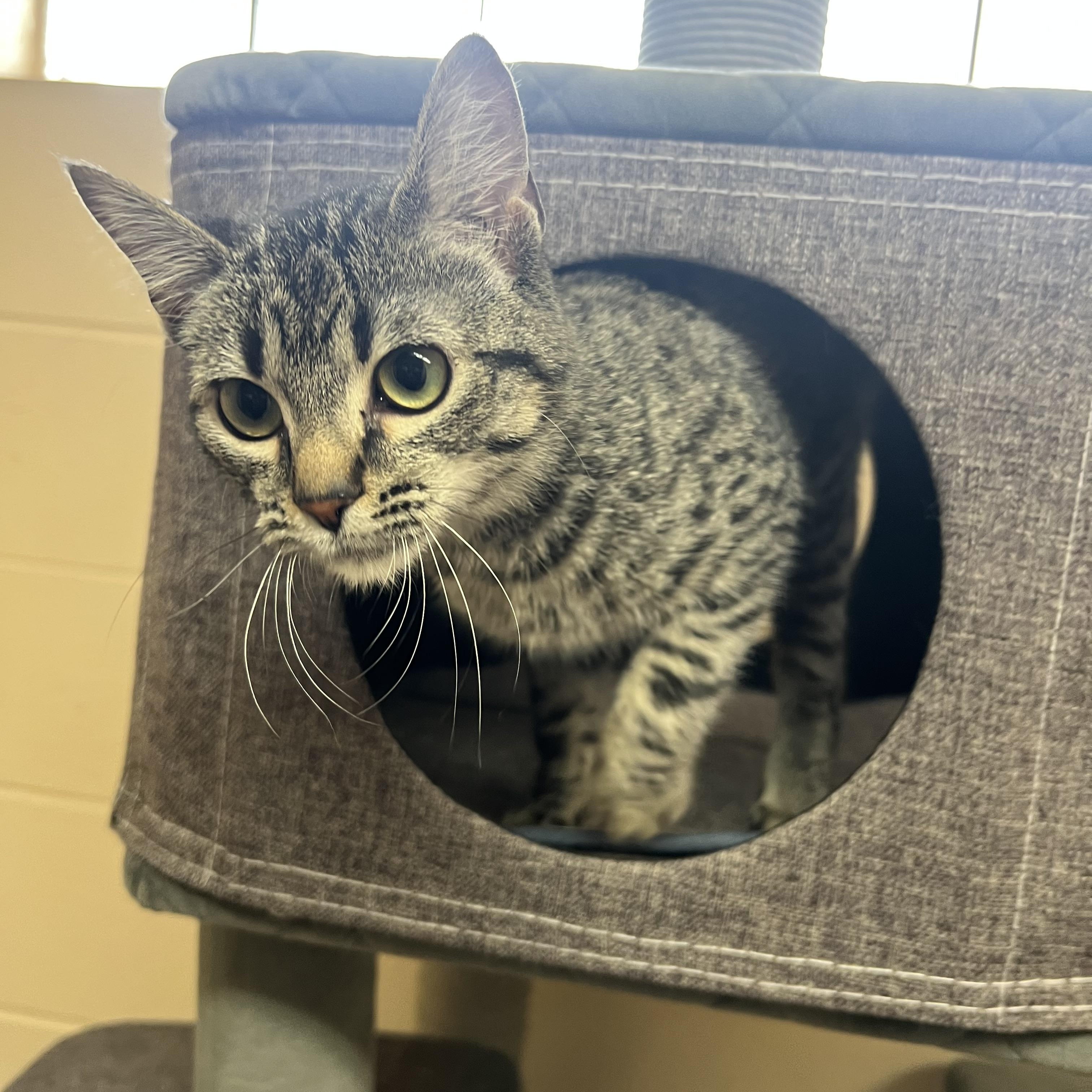 Enlarge Gravel, a Adopted Domestic Short Hair in Washington, UT image 2/2