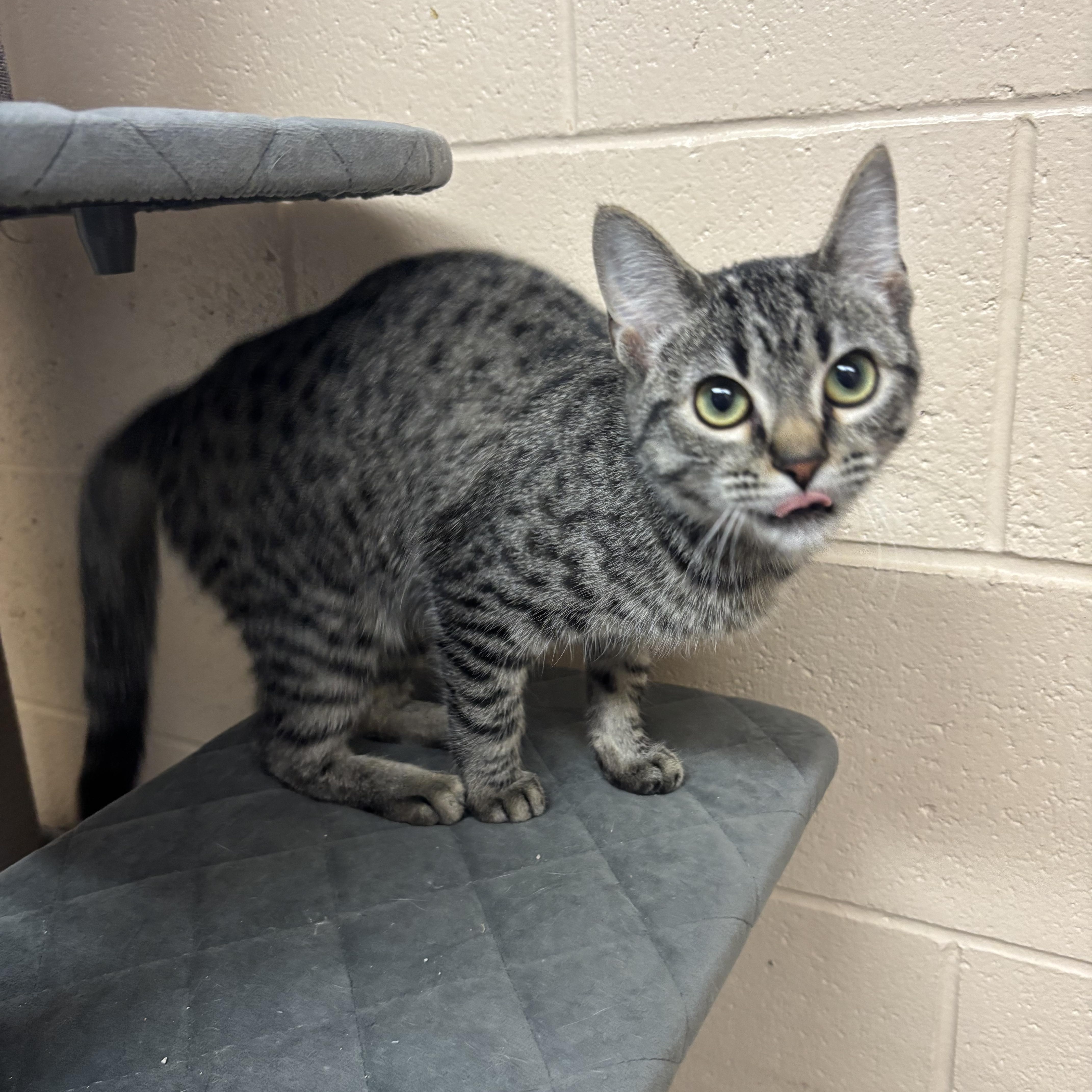 Enlarge Gravel, a Adopted Domestic Short Hair in Washington, UT image 1/2