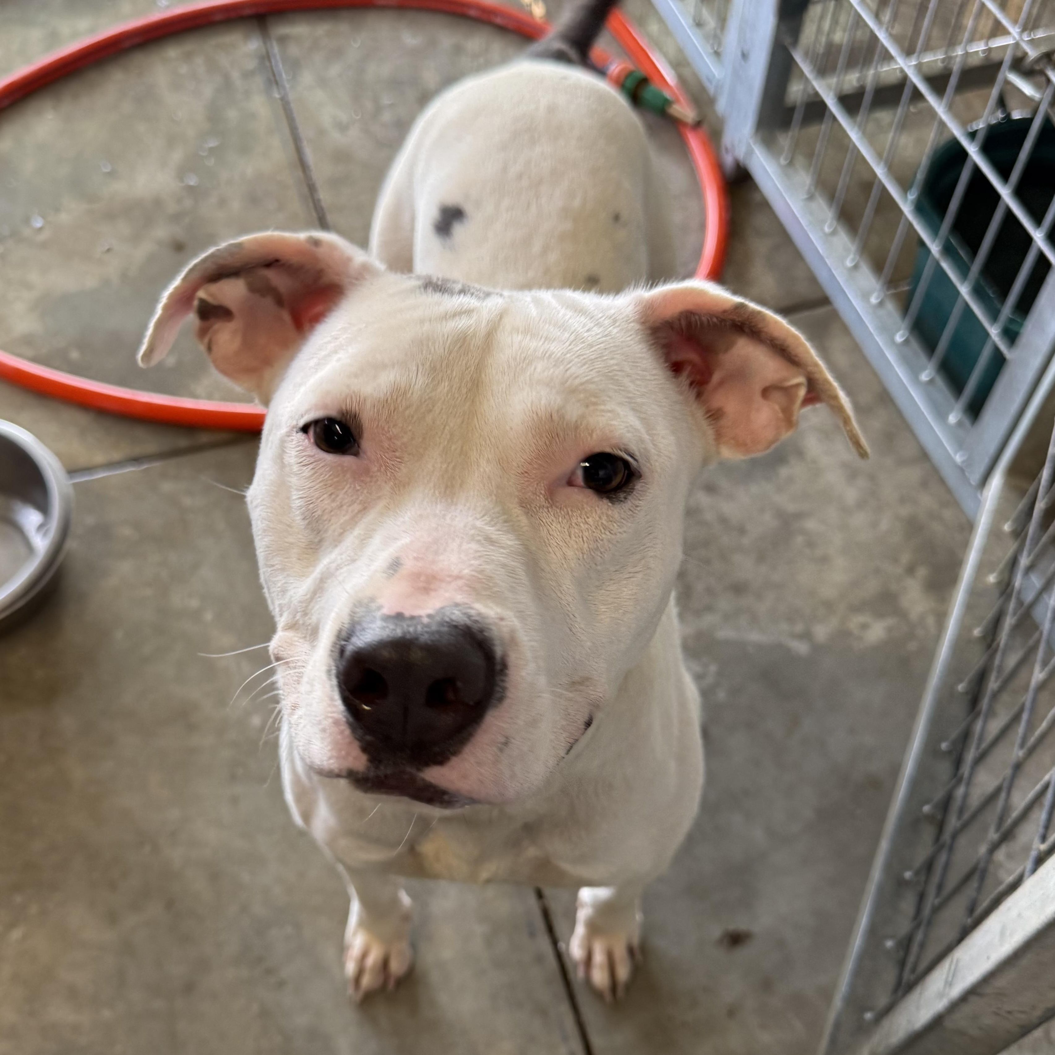 Stella, ADOPTABLE, Young Female American Staffordshire Terrier.