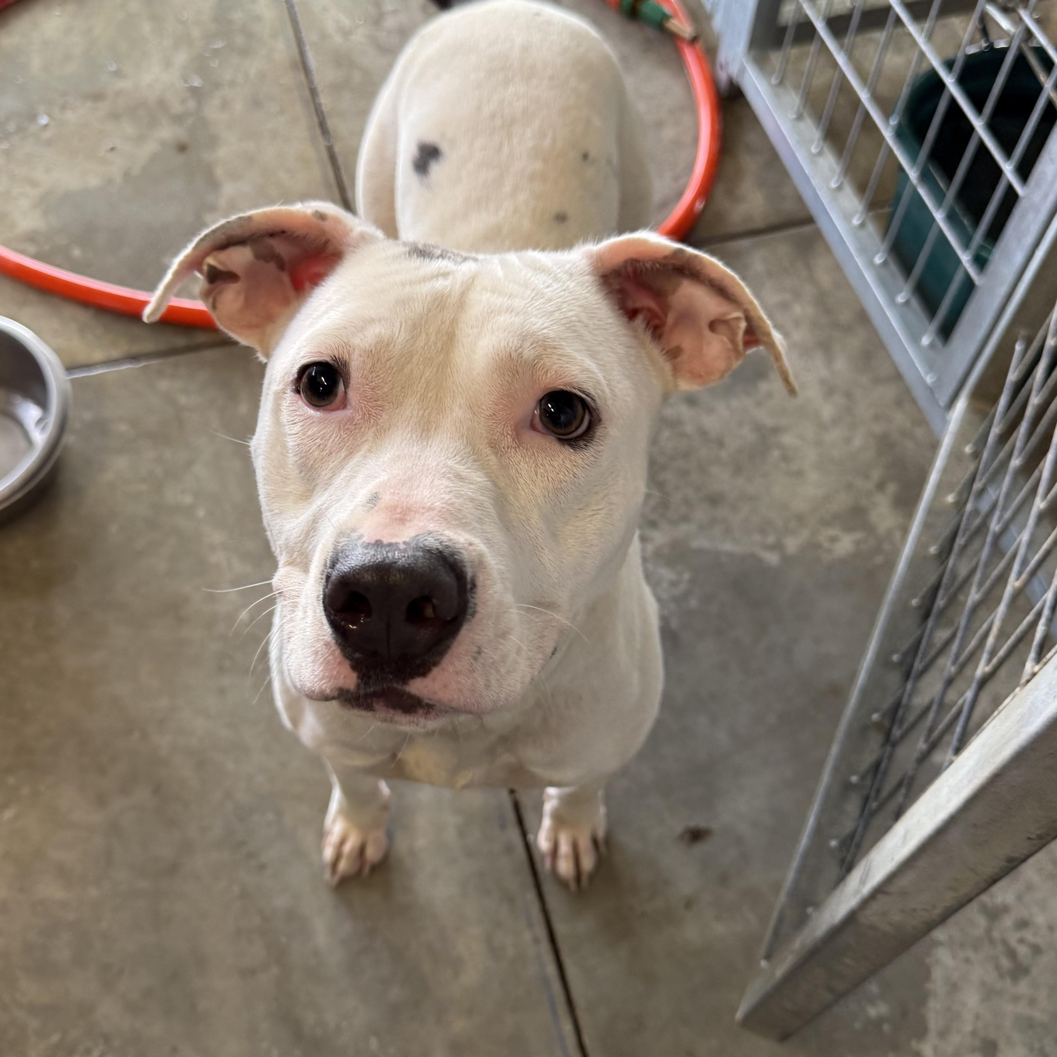 Stella, a ADOPTABLE American Staffordshire Terrier in Lewisburg, TN image 2/3