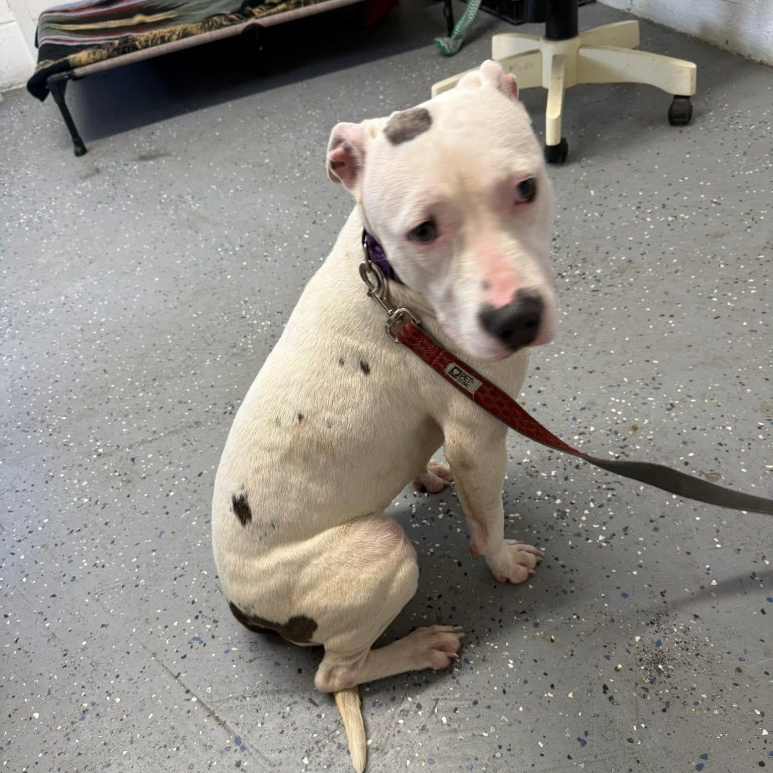 Stella, a ADOPTABLE American Staffordshire Terrier in Lewisburg, TN image 3/3