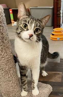 Kibble A, a Adoptable mixed breed in Fair Oaks, CA image 1/3