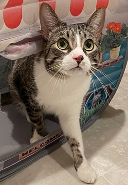 Kibble A, Adoptable, Young Female Domestic Short Hair & Tabby.