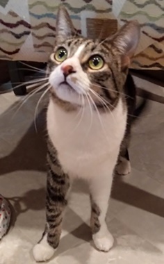 Kibble A, a Adoptable mixed breed in Fair Oaks, CA image 3/3