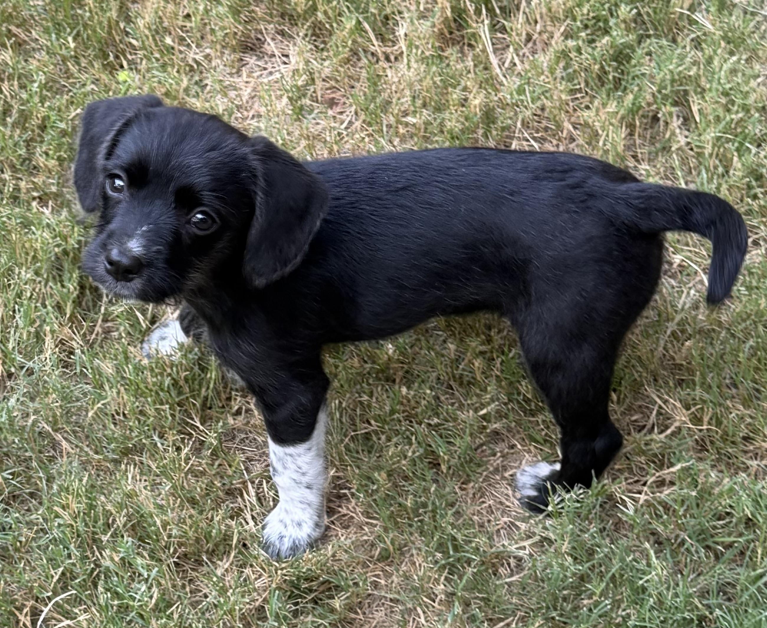 Daisy, an adopted mixed breed in Dallas, TX image 5/5