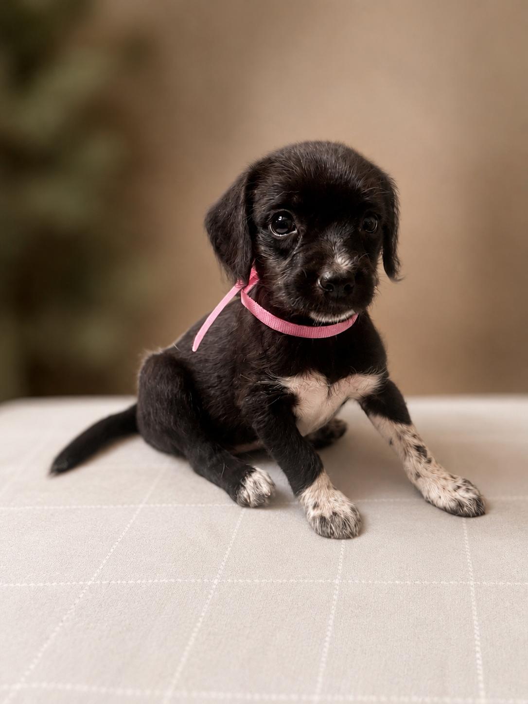Enlarge Daisy, a Adoptable mixed breed in Dallas, TX image 2/6