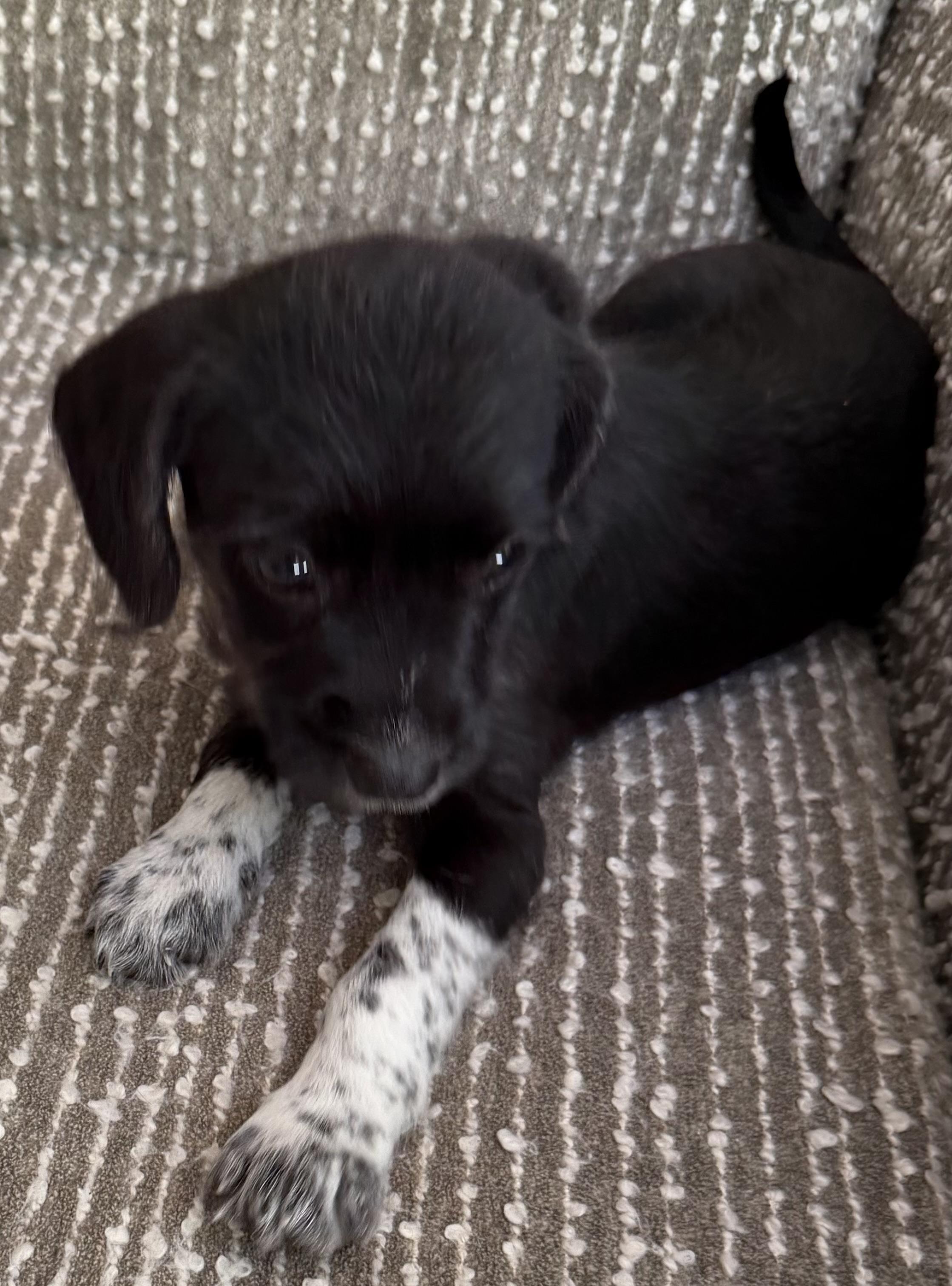 Daisy, an adopted mixed breed in Dallas, TX image 2/5
