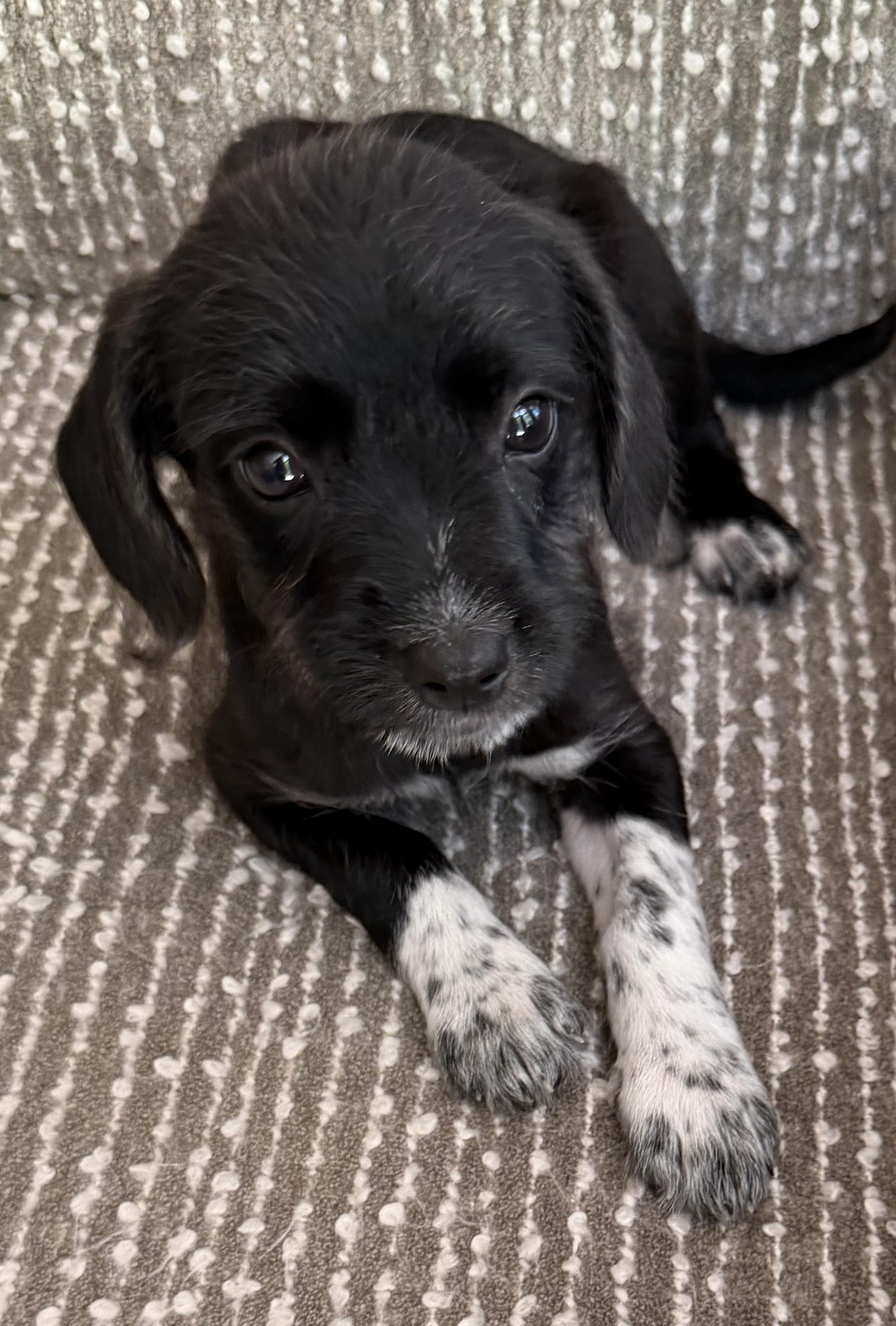 Daisy, an adopted mixed breed in Dallas, TX image 4/5