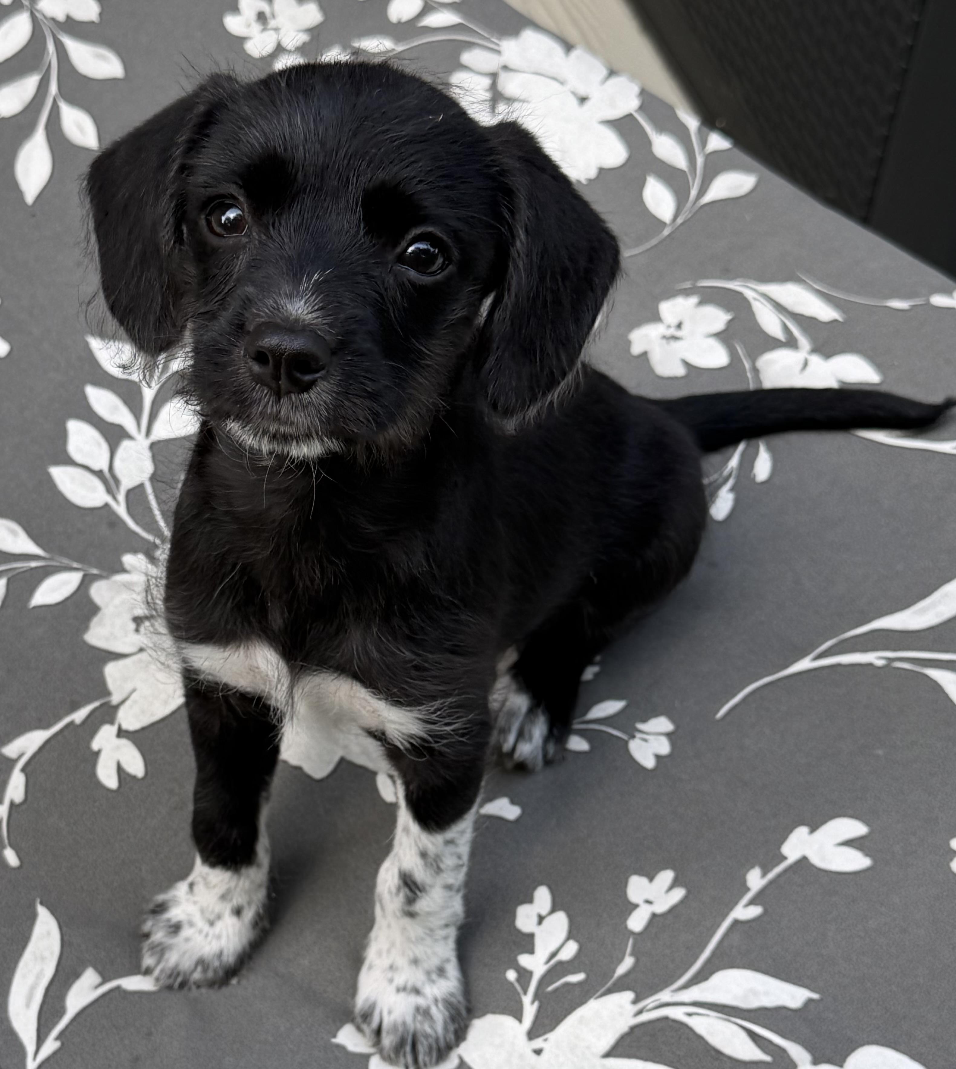Daisy, an adopted mixed breed in Dallas, TX image 1/5